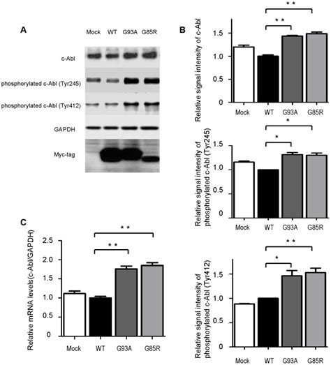 A Total C Abl And Phospho C Abl Tyr And Tyr Protein Levels In