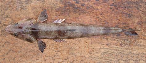California Lizardfish | Mexican Fish.com