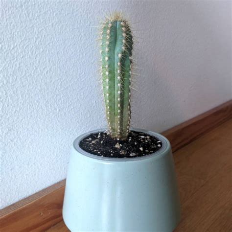 Pilosocereus Pachycladus Facheiro Cactus Uploaded By Meskarune