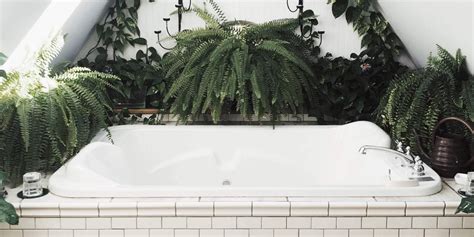 The 8 best plants for your bathroom – Plantsome