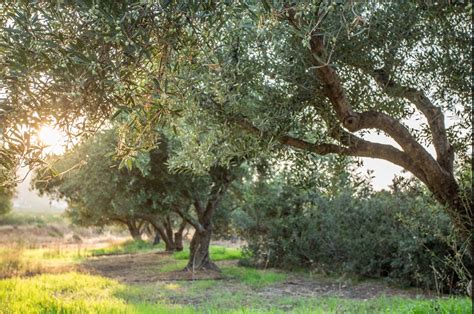 Nuevo Camino Para Una Nutrici N Sostenible En El Olivar A Partir Del