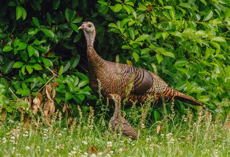 Wild Turkey Hen with Babies in Backyard. | Open Photography Forums