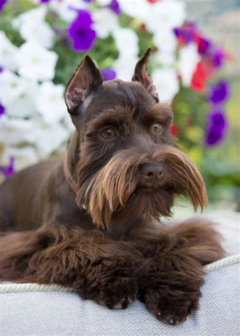 28 of The Cutest Schnauzer Dog Haircuts We Love – HairstyleCamp