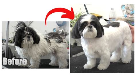 The Shaved Shih Tzu: A Guide to Grooming, Maintenance, and Styling ...