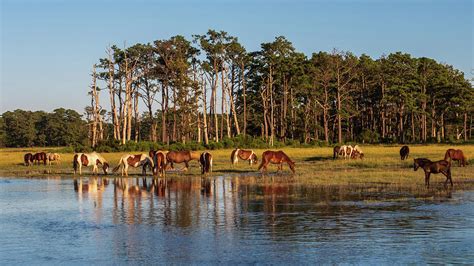 chincoteague Island ponies Photograph by Louis Dallara - Pixels