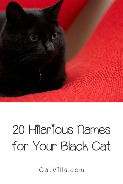 Unique Black Cat Names That Will Suit Your Stealthy Companion