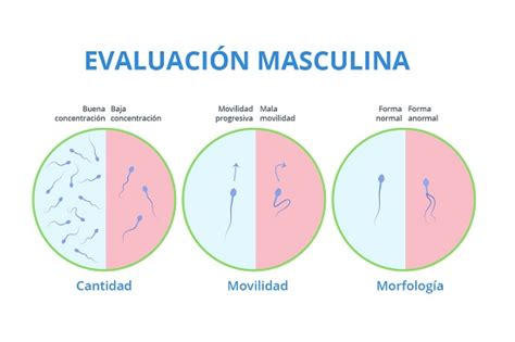 Estudio De Fertilidad Ceras