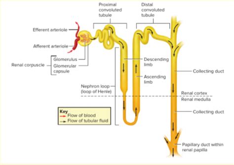 Biol Final Exam Flashcards Quizlet