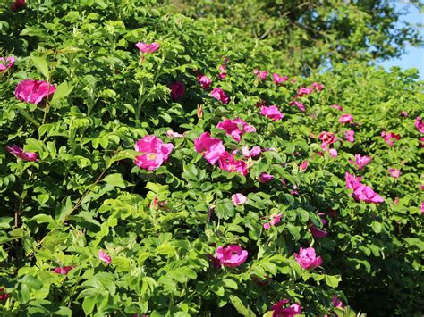 Apfelrose Kartoffelrose Hagebutte Rosa Rugosa Baumschule Horstmann