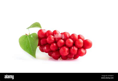 Schisandra Chinensis isolated on white background Stock Photo - Alamy