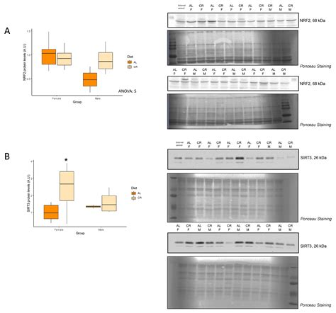 Nutrients Free Full Text Sex Specific Differences In Response To