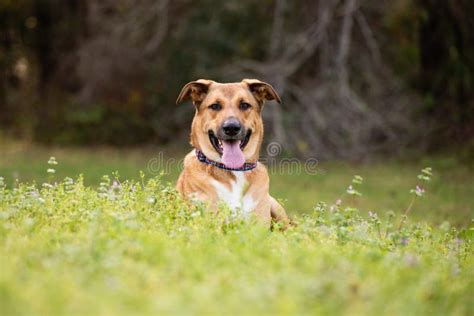 Anatolian German Shepherd Mix at a Park Stock Photo - Image of canine, female: 169609566