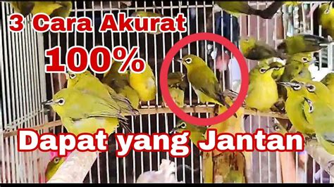 Cara Memilih Burung Pleci Dari Ombyokan Di Jamin Dapat Yang Jantan