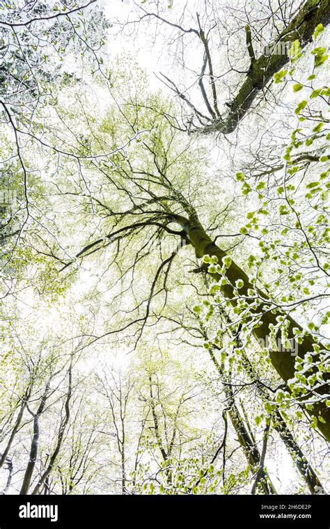 Haya N Fagus Sylvatica Vista En Las Copas De Los Rboles De