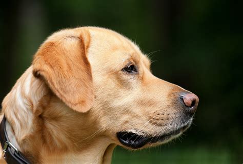 Terremoto in Messico è morto il cane eroe Lega Nazionale per la