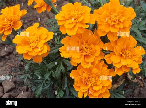 Tagetes Patula Safari Tangerine Stock Photo Alamy