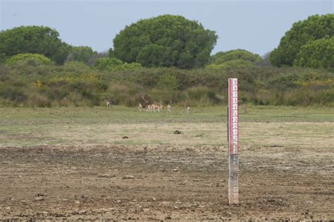 Doñana loses its last permanent pond Santa Olalla dries up for the