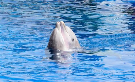 Jaime Des Dauphins Image Stock Image Du Concept Durée 30399679