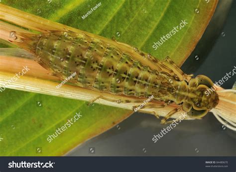 Emperor Dragonfly Larvae Anax Imperator Stock Photo 84480670 | Shutterstock