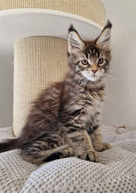 Ulli And Popsi Dust Chaton Maine Coon Bouches Du Rh Ne