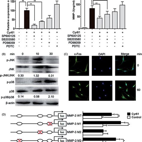 Cyr61 Promotes Mmp 3 Expression In Ra Fls A The Expression Of Mmp 3