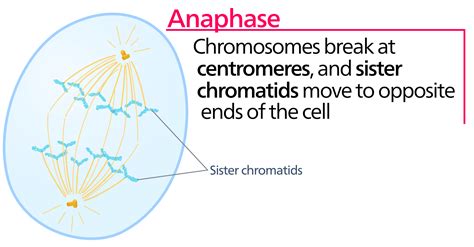 Mitosis Stages Prophase Metaphase Teachmephysiology