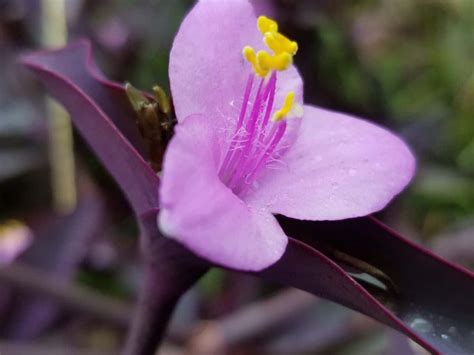 Wandering Jew Plant Care Tradescantia Zebrina Plant Care Guide