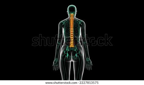 Human Skeleton Spine Bone Anatomy 3d Stock Illustration 2227813575 | Shutterstock