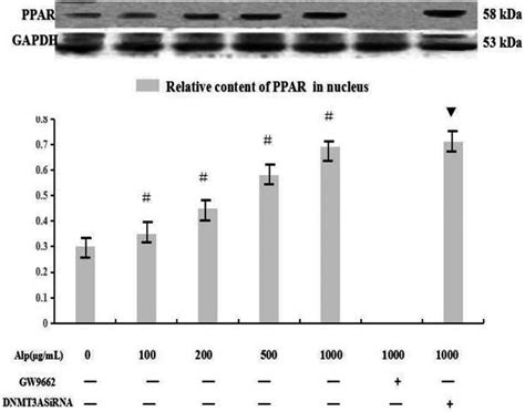 Effect Of Alpinetin On Protein Expression Of PPAR Expressions Of PPAR