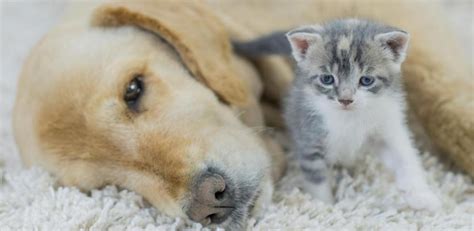 Adi S Desagradable Paja Juegos De Gato Y Perro Que Se Tiran Cosas Abeja