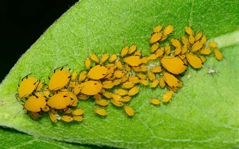 How To Get Rid Of Tiny Yellow Bugs On Plants Plant Index