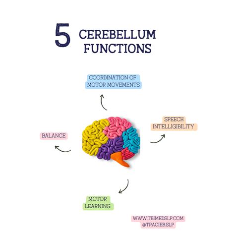 The Cerebellum: Function and Facts — TBI MedSLP