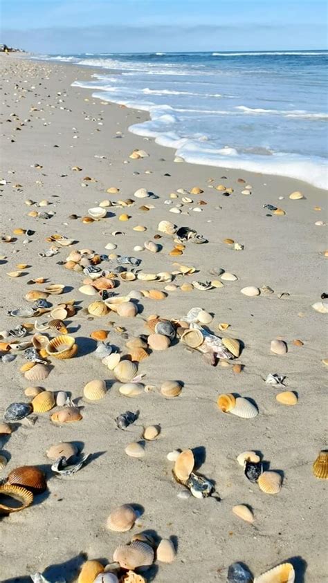 South Ponte Vedra Beach Shelling I Did See Shells On The Atlantic