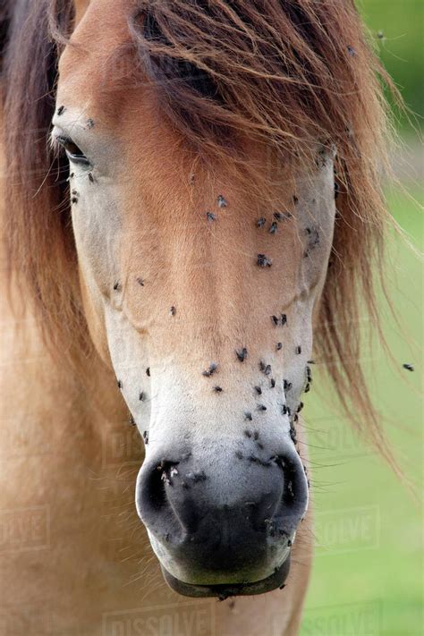 Flies On Horse Head Stock Photo Dissolve