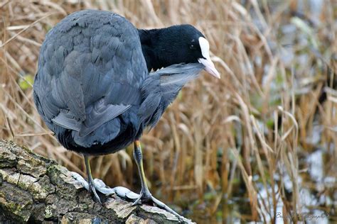 Foulque Macroule Fulica Atra Eurasian Coot Betty D Photographies