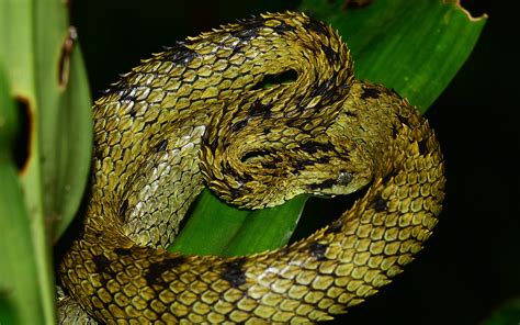 Atheris Hispida Venom