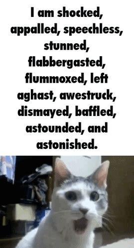 shocked cat flabbergasted gif shocked cat shock shocked discover