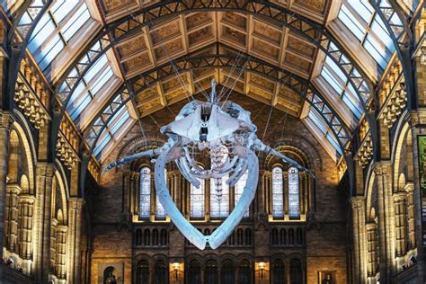 Huge Dinosaur Bones At Central Hall Natural History Museum Editorial