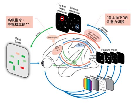 Attention学习系列1人脑与视觉中的注意力机制 生物学的角度理解注意力机制 CSDN博客