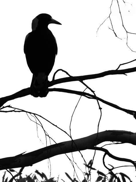 Magpie silhouette by OpalMist on DeviantArt