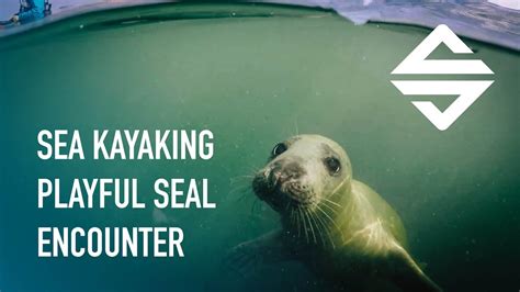 Sea Kayaking Playful Seal Encounter Youtube