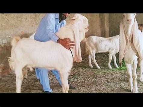 Gulabi Goats Farming Commando Breeder Gulabi Goat Documentry Youtube