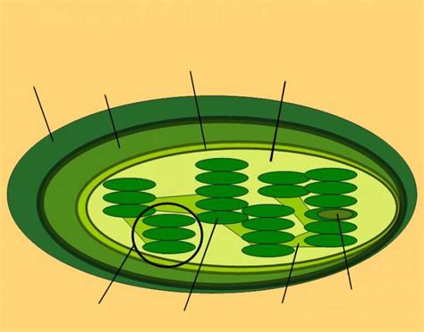 Chloroplast Quiz