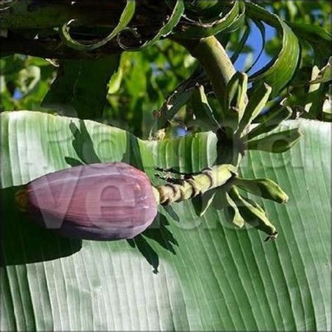 Musa Sikkimensis Red Tiger Darjeeling Banana Palma Verde Exoten V O F