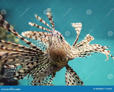 Venomous Coral Reef Fish Red Lionfish (Pterois Volitans) Stock Image - Image of color, marine ...