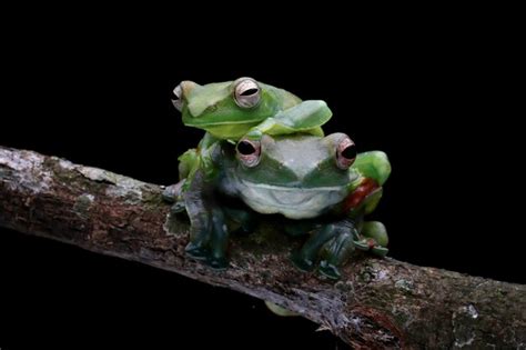 page  indonesian tree frog images    freepik