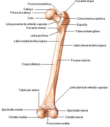 OSSOS DA PERNA | Anatomia do Fêmur, Tíbia, Fíbula e Rótula