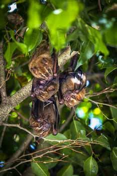 Noctalis Welt der Fledermäuse in Bad Segeberg Ausflugsziele für