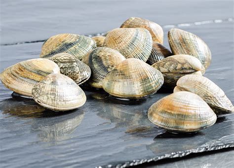 Vongole - Vishandel De Kust