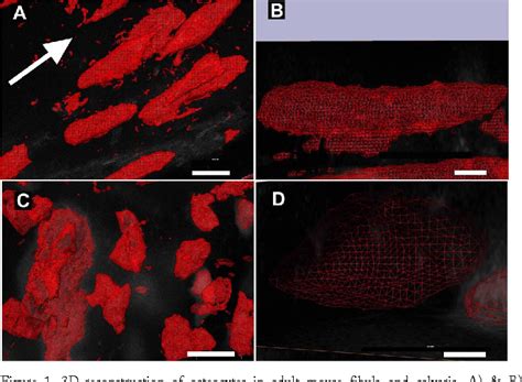 Pdf Osteocyte Morphology In Fibula And Calvaria Is There A Role